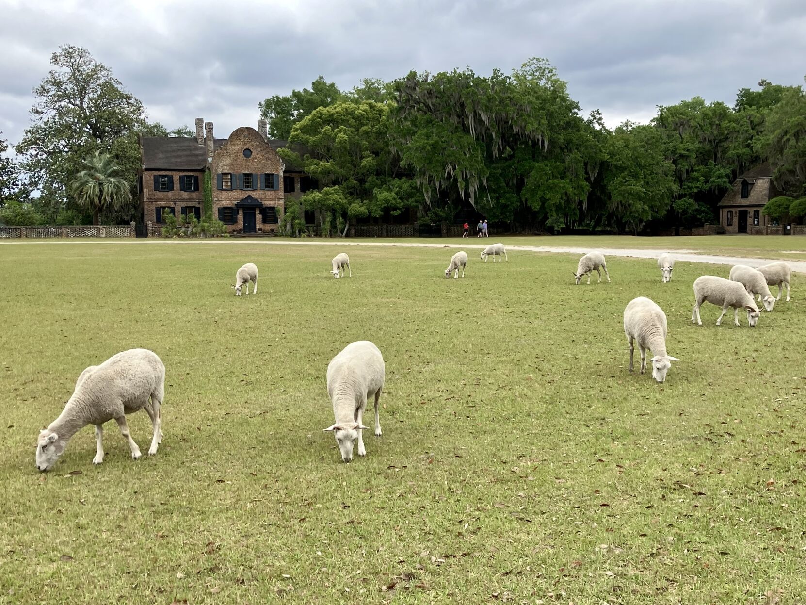 Middleton Place with sheep